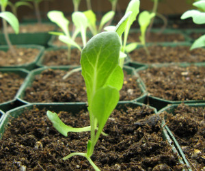 lettuce seedlings